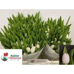 Tulp si Royal Virgin