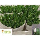 Tulp si Royal Virgin