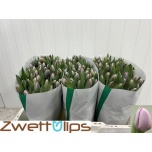 Tulp si Saigon