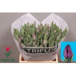 Tulp si Saigon