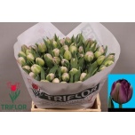 Tulp do Saigon Double