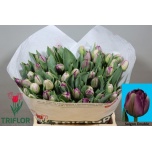 Tulp do Saigon Double