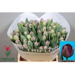 Tulp do Saigon Double