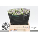 Tulp Saigon Double