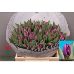 Tulp fr San Clemente