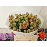 Tulp do Sauron