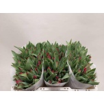 Tulp si Seadov