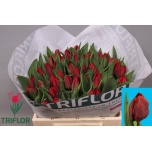 Tulp Seadov