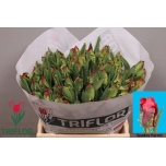 Tulp pa Seadov Parrot