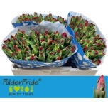 Tulp pa Seadov Parrot