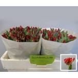 Tulp pa Seadov Parrot