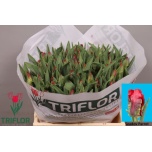 Tulp pa Seadov Parrot