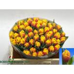 Tulp do Shell