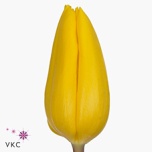 Tulp si Strong Gold