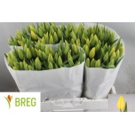 Tulp si Strong Gold
