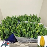 Tulp si Strong Gold