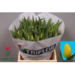 Tulp si Strong Gold