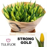 Tulp si Strong Gold