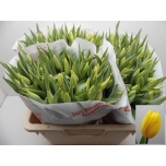Tulp Strong Gold