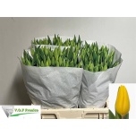 Tulp si Strong Gold