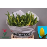 Tulp Strong Gold