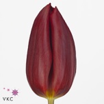 Tulp si Strong Love
