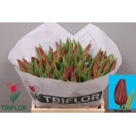 Tulp si Strong Love