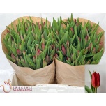 Tulp si Strong Love