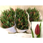 Tulp si Strong Love