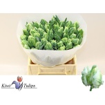 Tulp pa Super Parrot