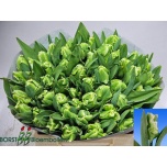 Tulp pa Super Parrot