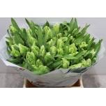 Tulp pa Super Parrot