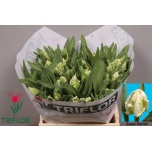 Tulp pa Super Parrot