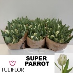 Tulp pa Super Parrot
