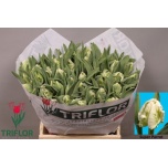 Tulp pa Super Parrot