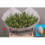 Tulp si Sweet Breeze