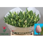 Tulp si Sweet Breeze