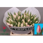 Tulp fr Sweet Simone