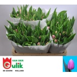 Tulp si Tresor