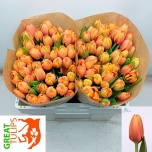 Tulp si Triple A