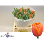 Tulp si Triple A