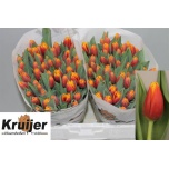 Tulp si Tropicana