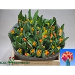 Tulp pa Undercover