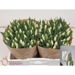 Tulp si Update