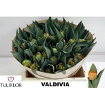 Tulp do Valdivia