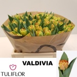 Tulp do Valdivia