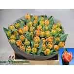 Tulp do Valdivia