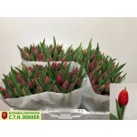 Tulp si Verandi