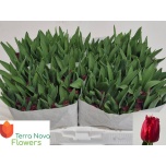 Tulp fr Versaci