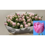 Tulp do Vogue